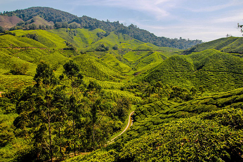 BOH Tea Plantation